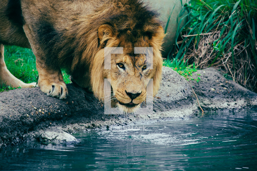 lion drinking water 