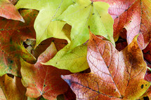 fall leaves background 