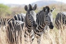 zebras with their distinctive black and white stripes