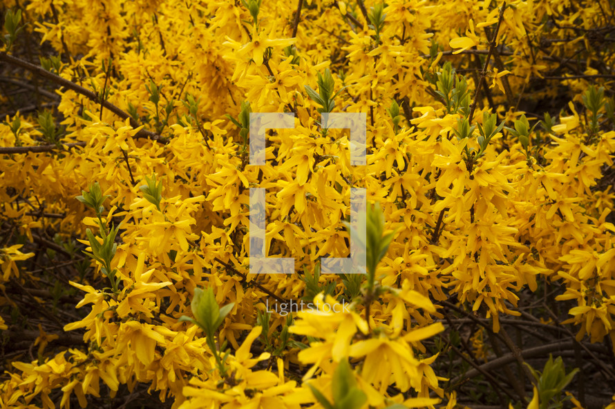 yellow spring flowers on a bush