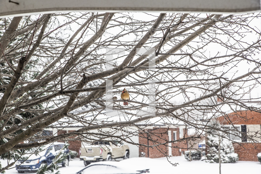 Cardinal in a tree with brick houses and snow in the background