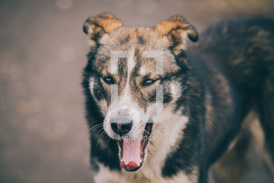 Dog with angry eyes, Domestic dog yawning, Brown homeless dog	