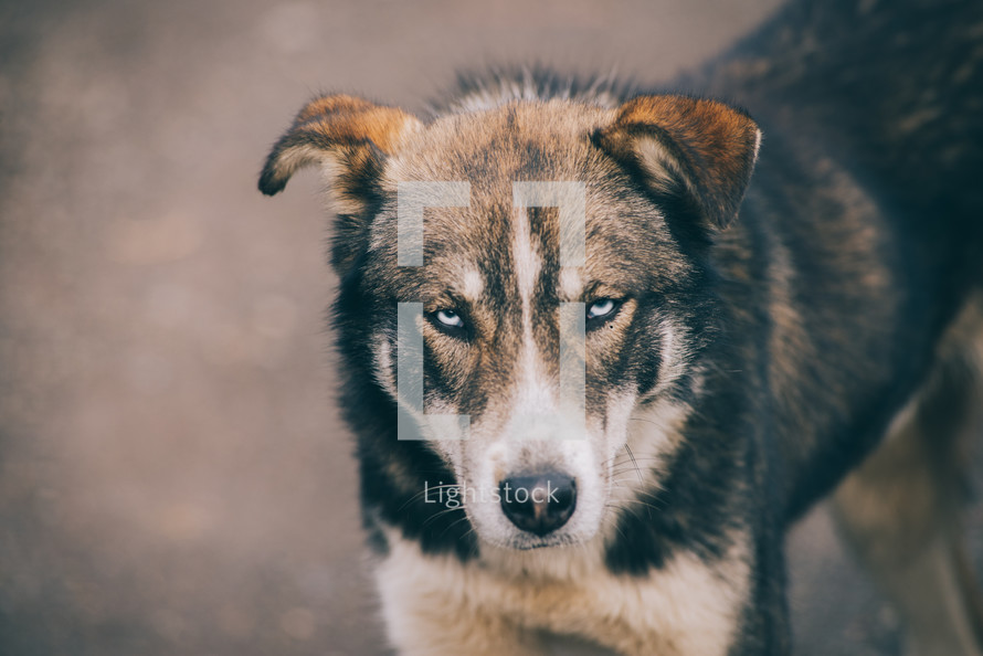 Dog with angry eyes, Domestic dog yawning, Brown homeless dog