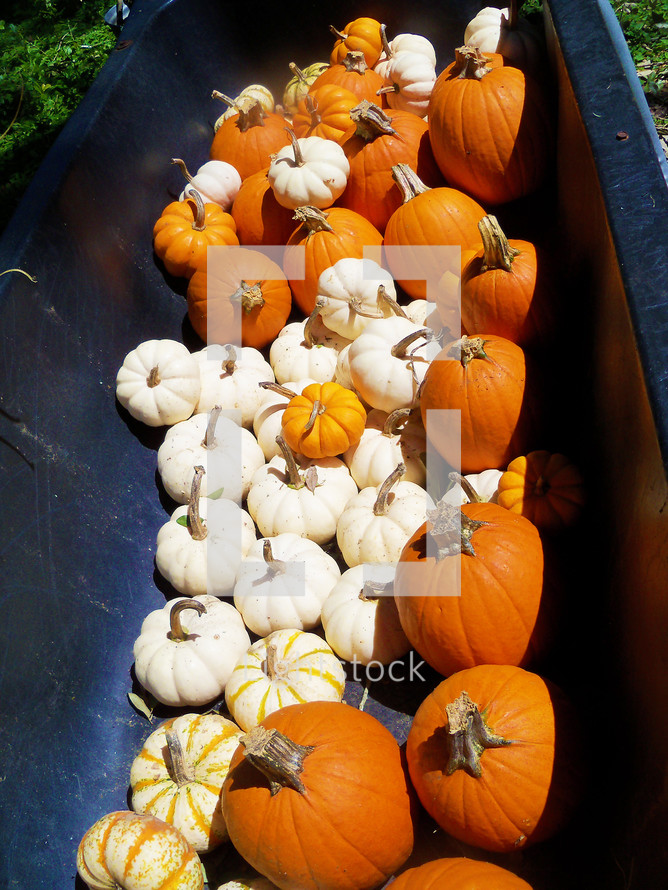 Fall pumpkins on the farm