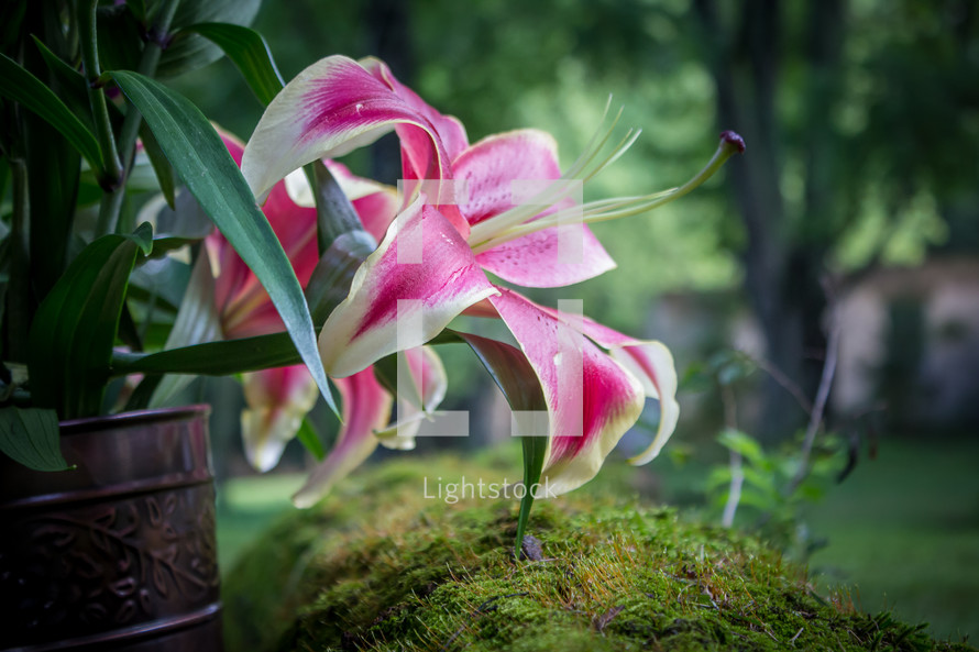 lilies outdoors 