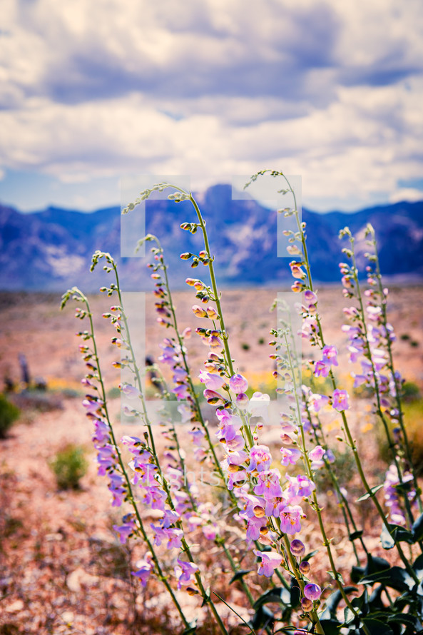 desert flowers in bloom 