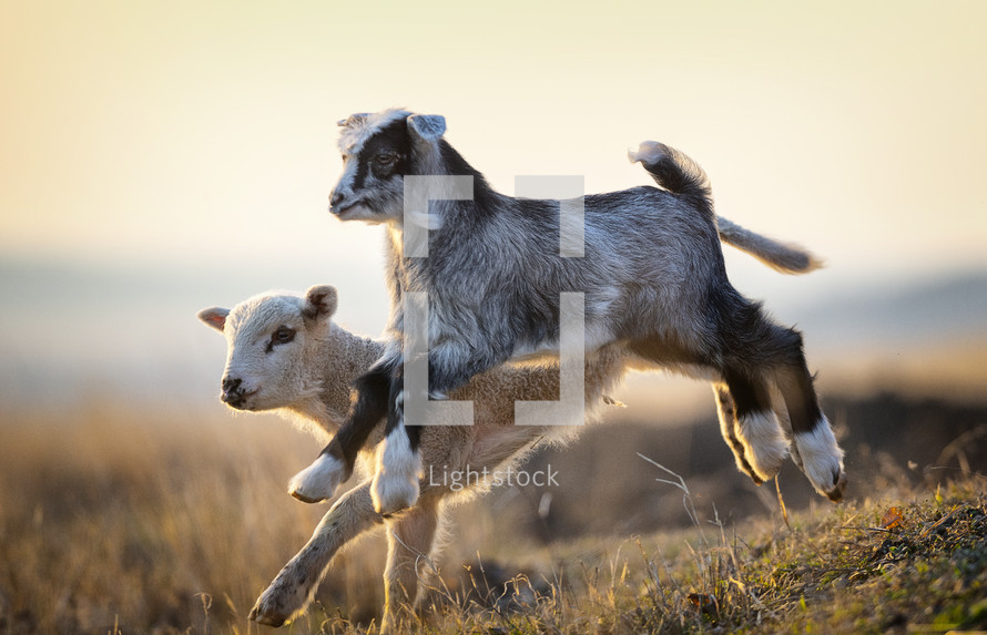 goat and lamb running in a field 