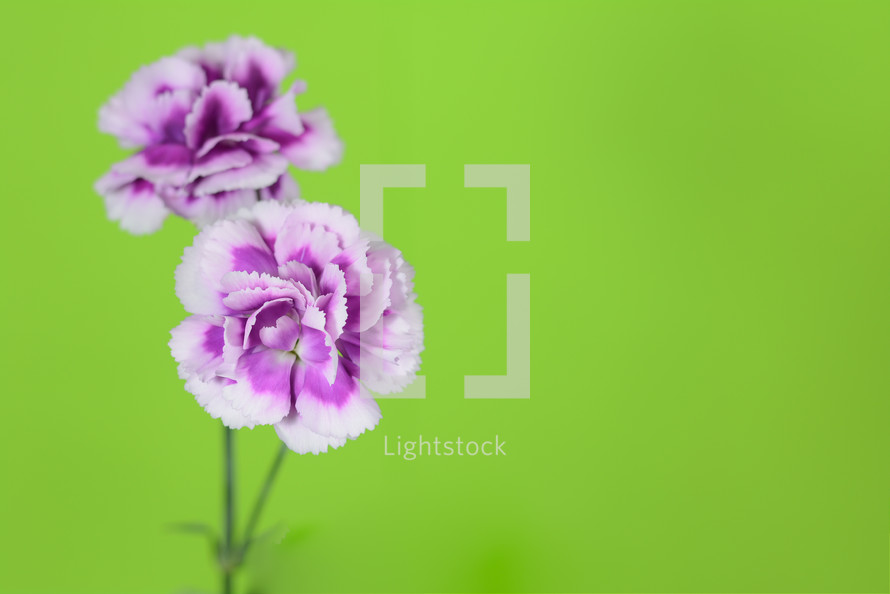 purple carnations against a green background 