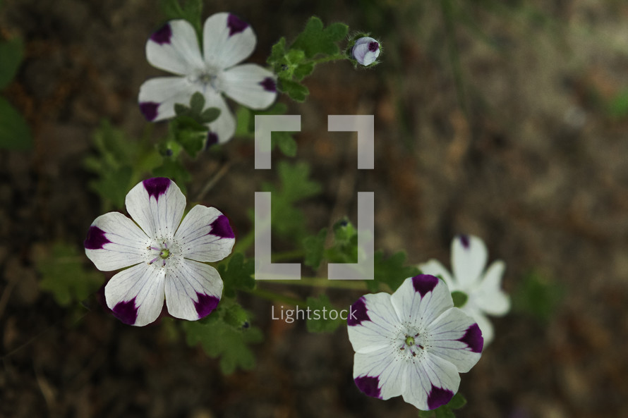 White and Purple Wildflower