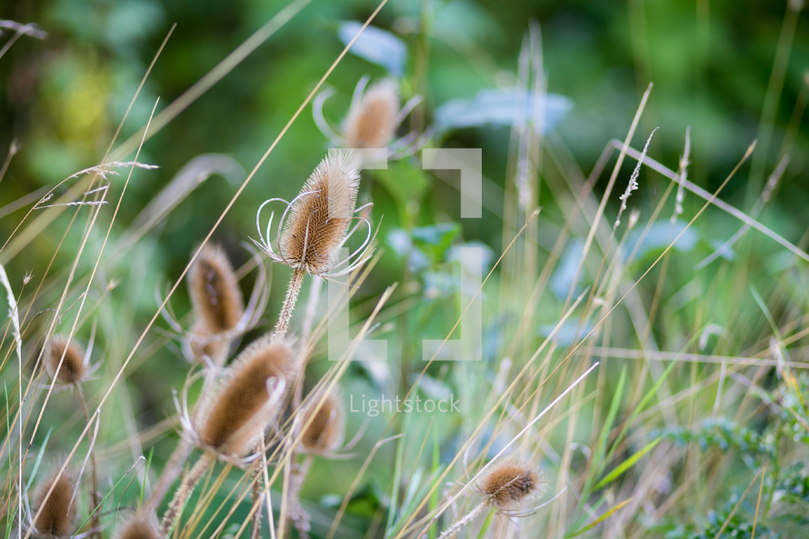 plants and grasses on the ground in a meadow