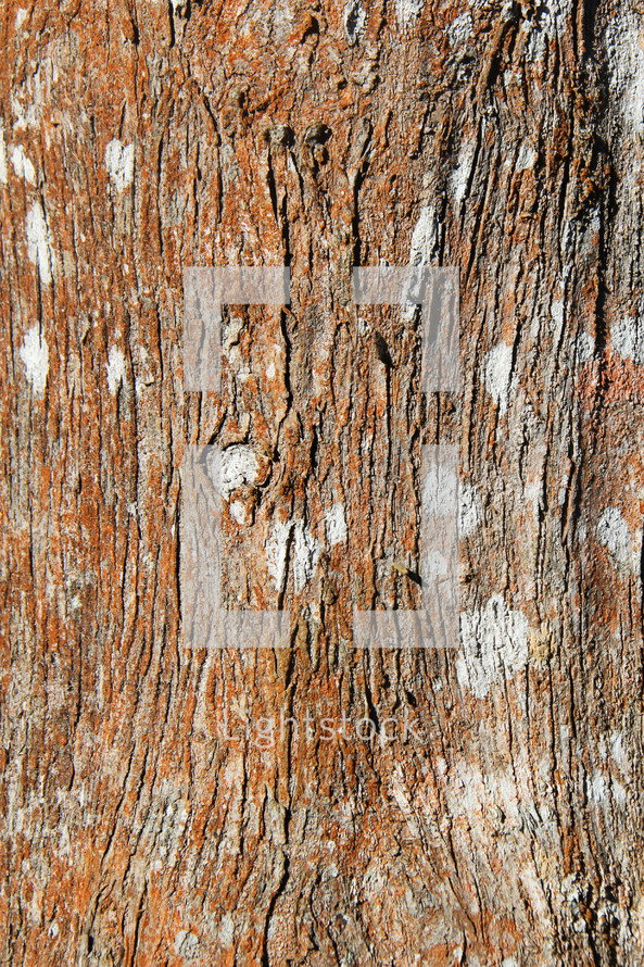 tree bark background 