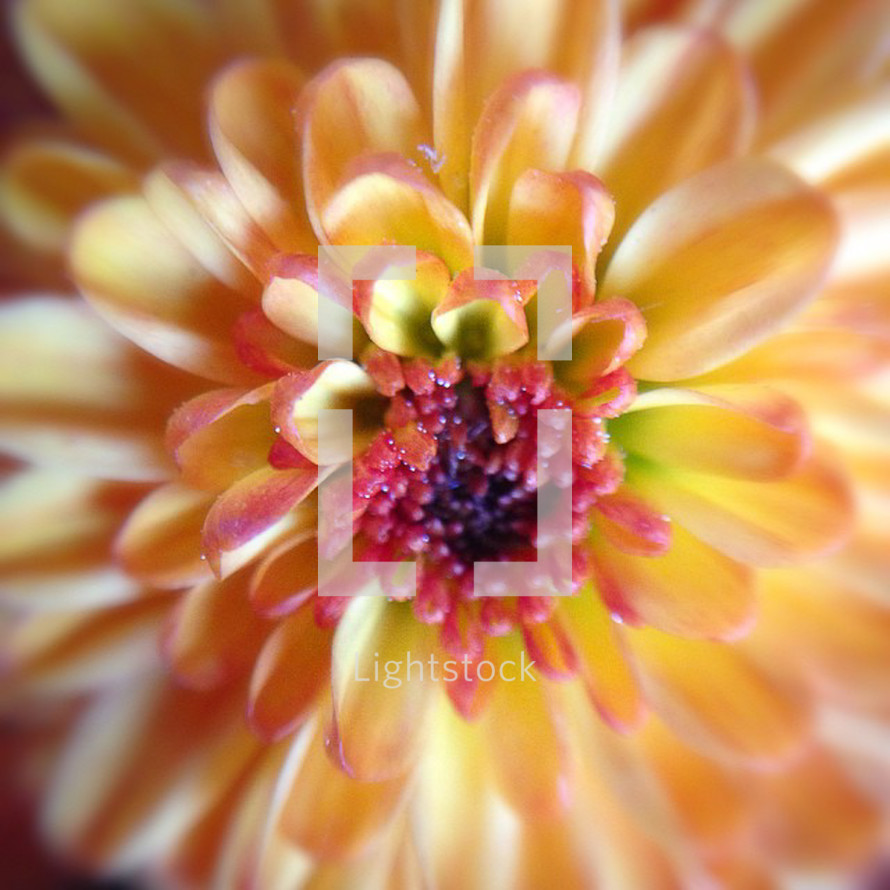 flowers closeup 