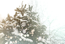 falling snow on an evergreen tree 