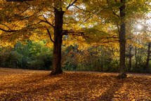 Fall tree in field of leaves