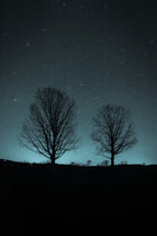 silhouettes of trees at night 