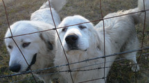 Great Pyrenees farm dogs  enjoying some company and attention in front of a fence on a sunny morning. 