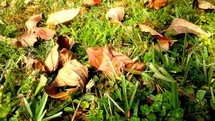 fall leaves on green grass