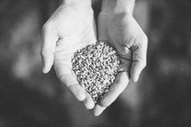 hands full of seeds