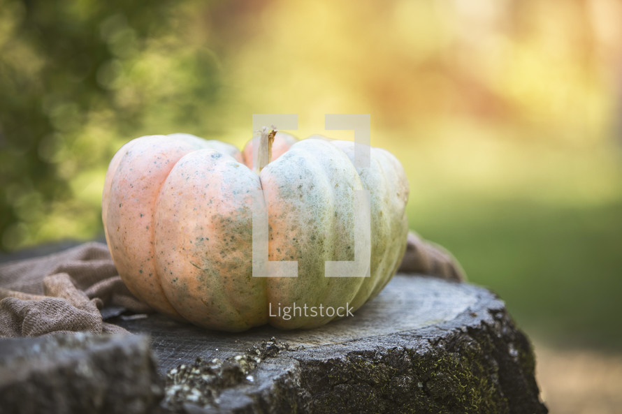 Fall pumpkin on a stump with golden light behind