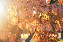 sunlight on golden autumn leaves 
