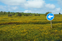 Field of yellow wild flowers with blue one way direction sign