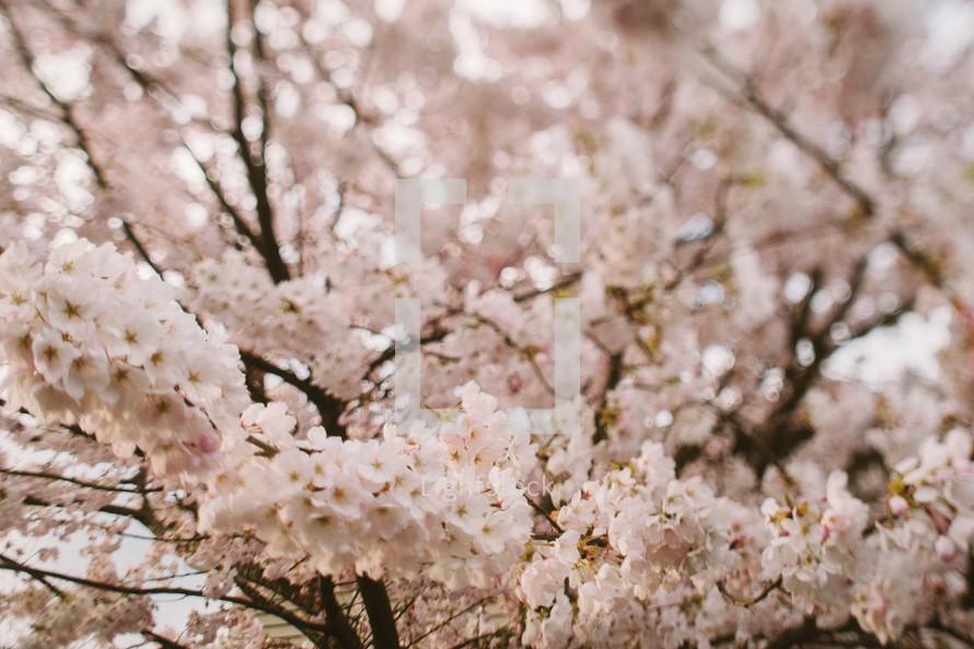 A tree covered in pink and white blossoms.