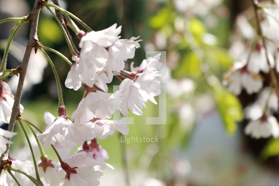 white spring flowers on branches 