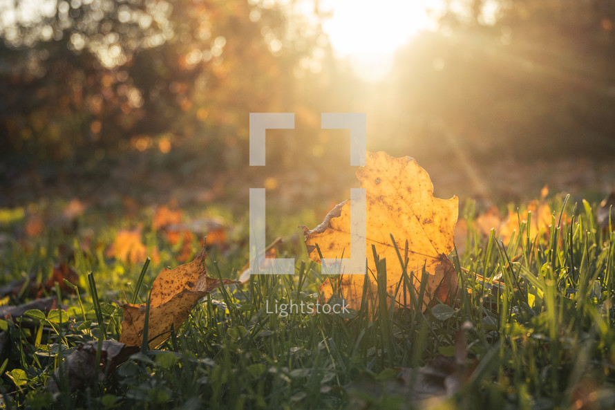 sunlight and fall leaves in a lawn 