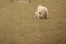 nursing lamb and mother sheep