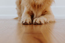 Golden Retriever dog paws on wooden floor