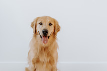 Golden Retriever dog smiling against a white wall