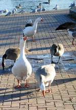 A group of Geese walk and eat food along a brick pavement near a Duck pond in Virginia in the winter time. 