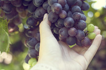 hand touching grapes 