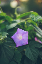 purple flower from the garden