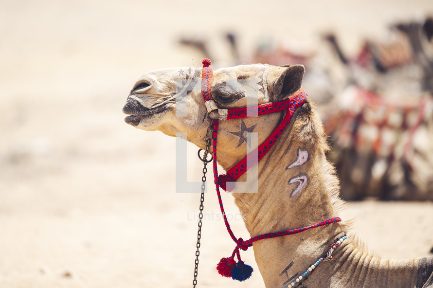 camel in the desert in Egypt 