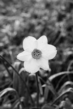 daffodil in black and white 
