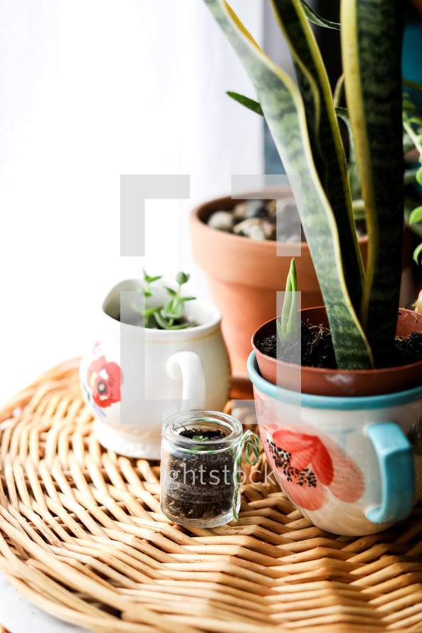 houseplants on a table 