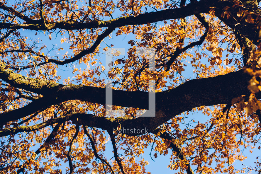 branches and fall leaves with a blue sky backdrop 