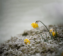 daffodils in snow 