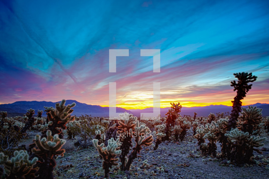 desert cactus at sunset 
