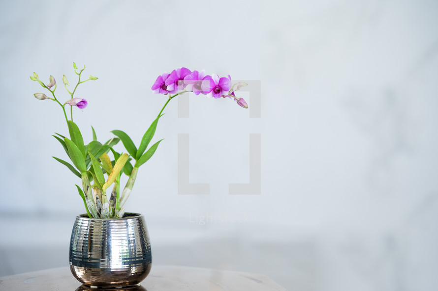 orchid plant 