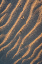 tracks and ripples in sand 
