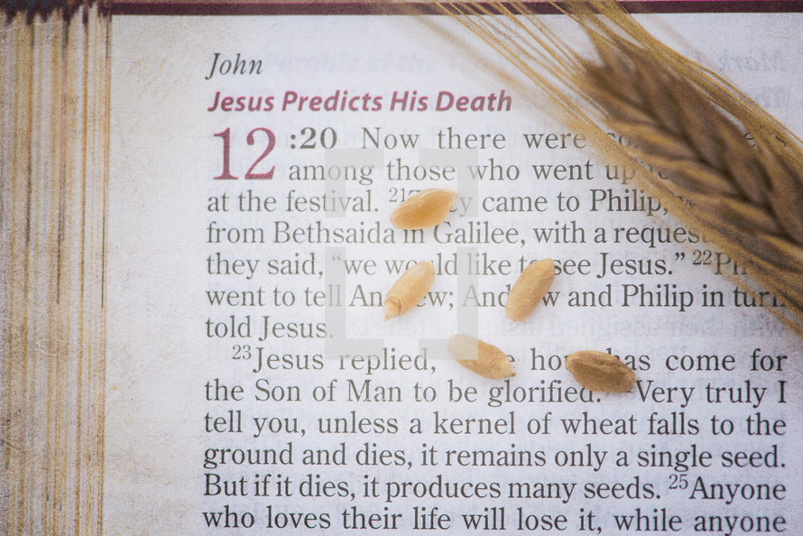 Jesus predicts his death, scripture reading 