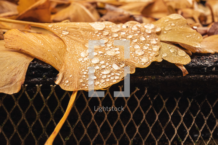 wet ginkgo leaves in fall 