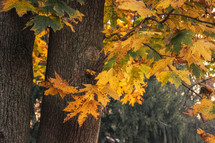 yellow maple leaves in fall 