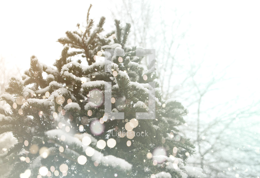 falling snow on an evergreen tree 