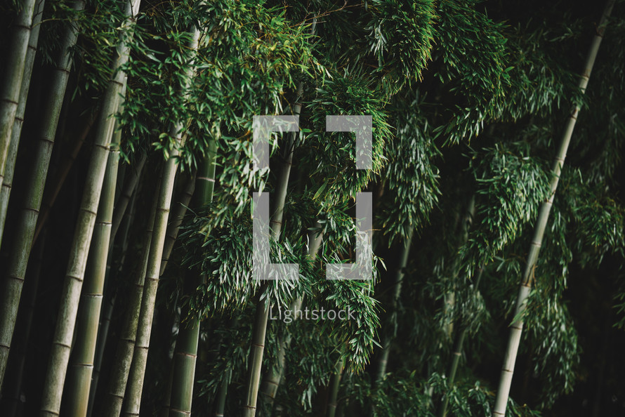 Bamboo tree branch