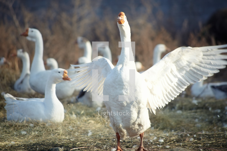 white geese 