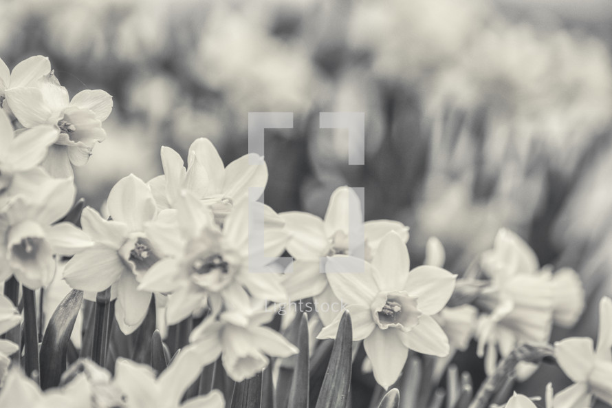spring daffodils in black and white 