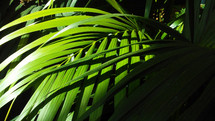 Tropical Palm Fronds decorate a forest floor in a deep dark and rich Amazon Jungle in South America. 